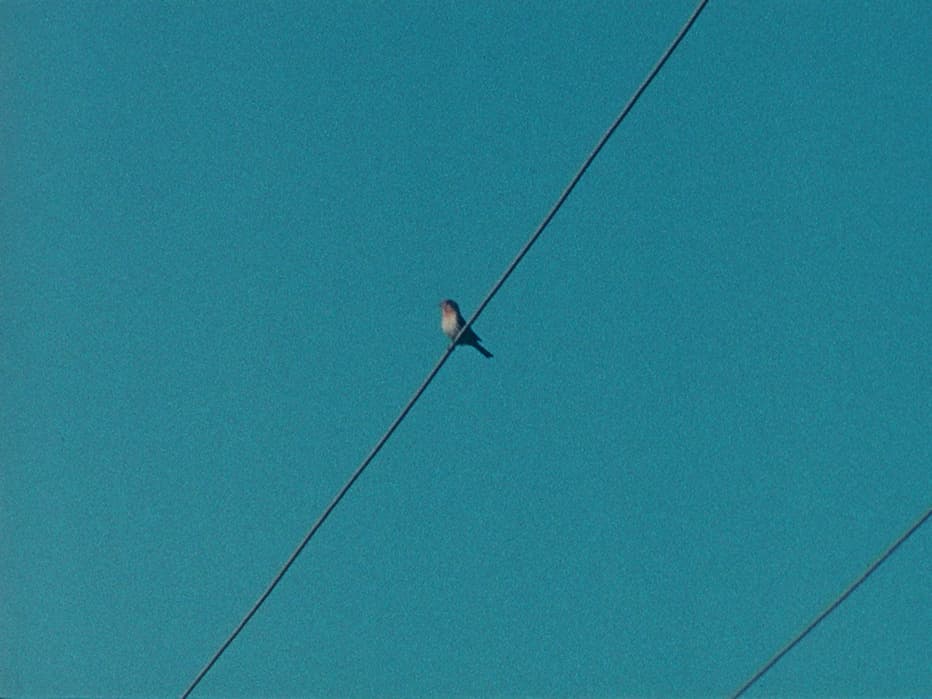 A small bird perched on a diagonal power line against a clear blue sky.