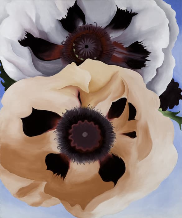 Close-up view of two oversized poppies, one pale peach and one white, with dark centers and soft, flowing petals against a light blue sky.